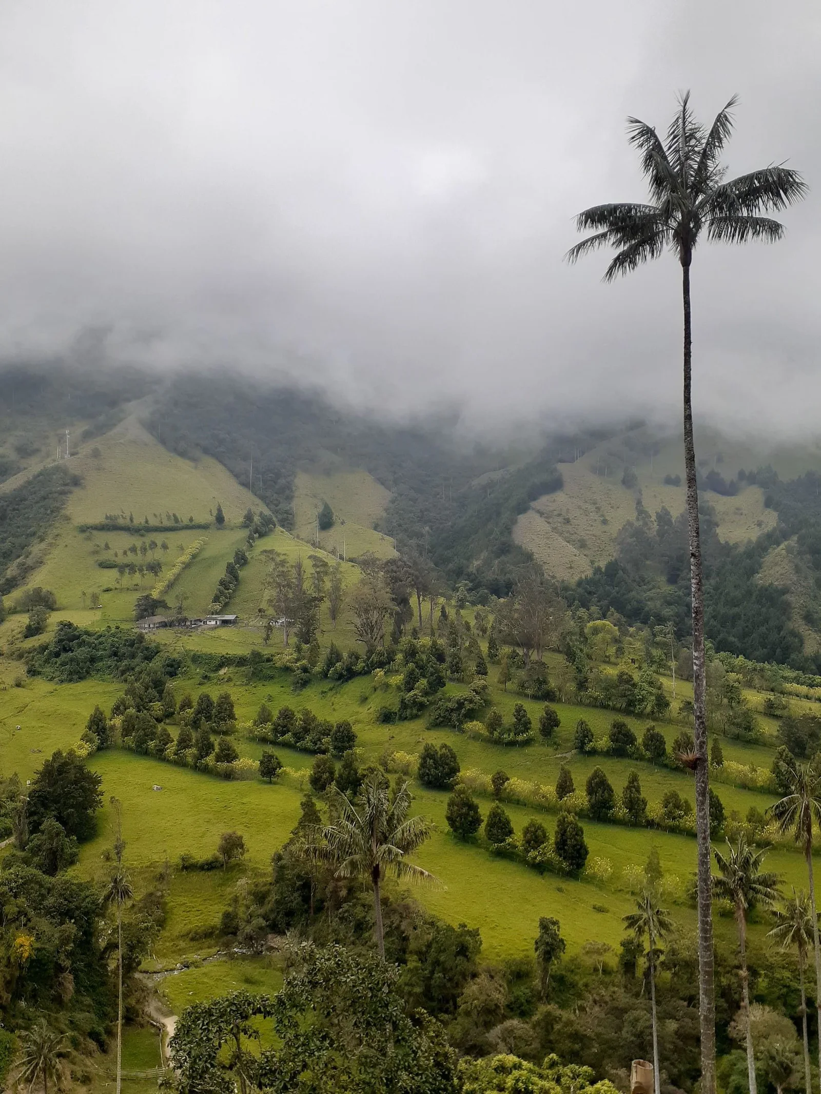 Vista aérea del Valle de Cocora en Salento, Quindío